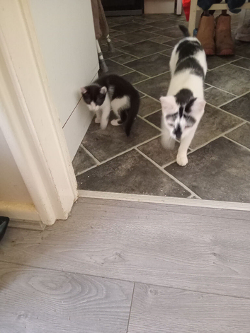 Two female kittens
