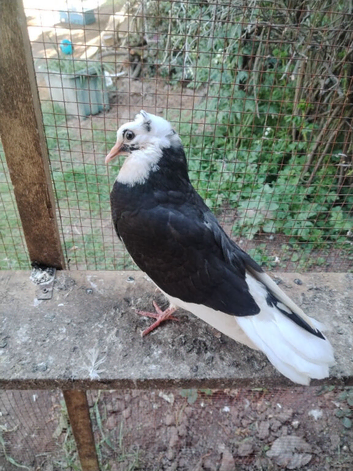 pigeons