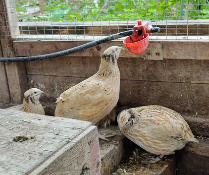 Quail groups for sale
