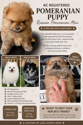 Teddy bear tiny pomeranian boy