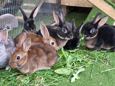 Rex mini rabbits