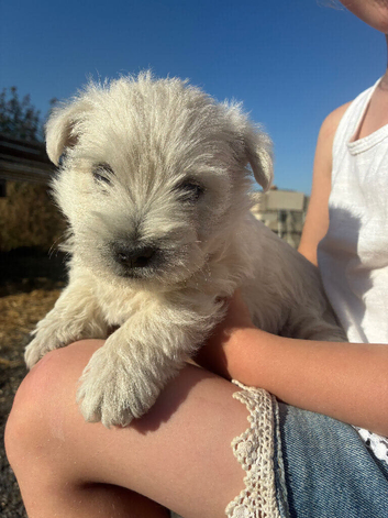 West highland terrier puppies