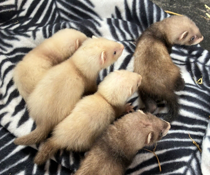 Ferret kits