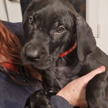 Cane corso doberman mix puppies