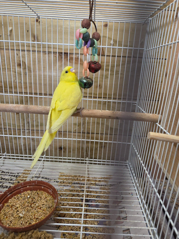 Beautiful Yellow Baby Budgies