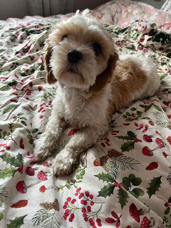 Shit zu puppies