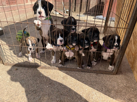 Gorgeous K.C boxer pups for sale