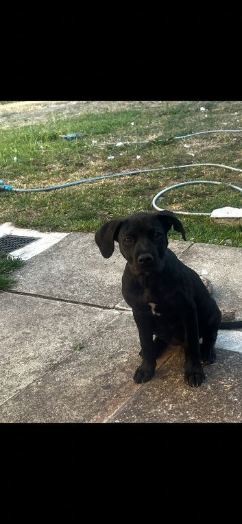 Staffy x mastiff