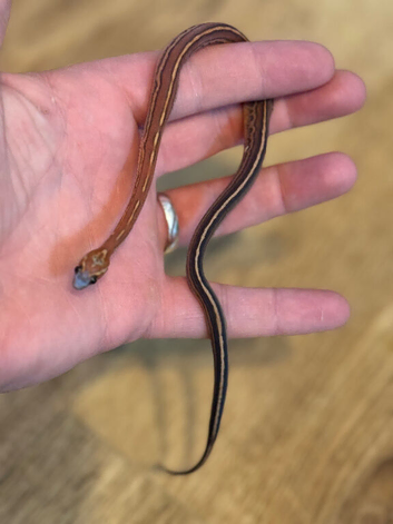 Baby corn snakes