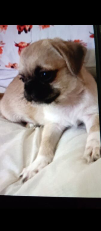 4 beautiful pugzu puppies
