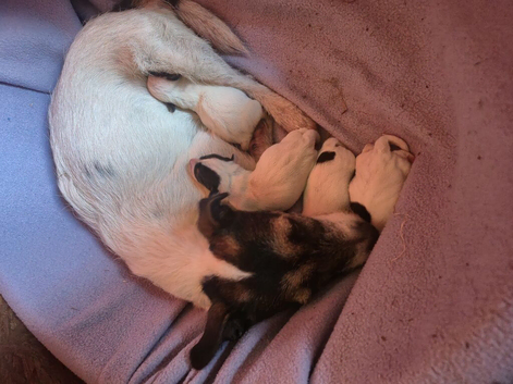 2x jack russell puppies for sale