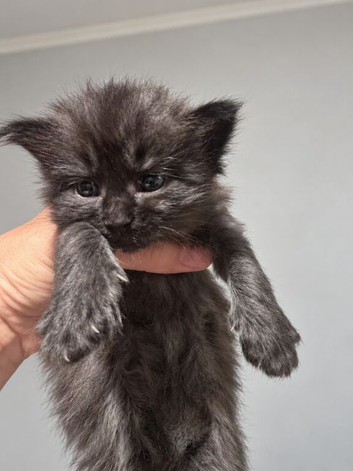 Full Maine Coon Boy kitten