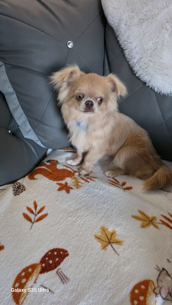 Chihuahua boy for sale