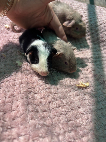 2 beautiful baby boy guinea pigs ready now