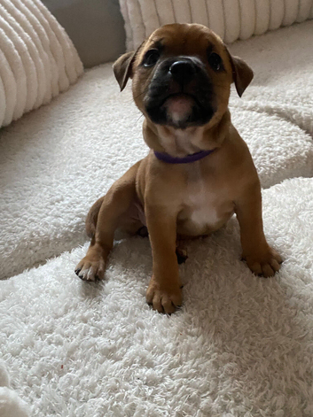 2 beautiful girl puppies left