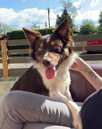 Brown & White Border Collie