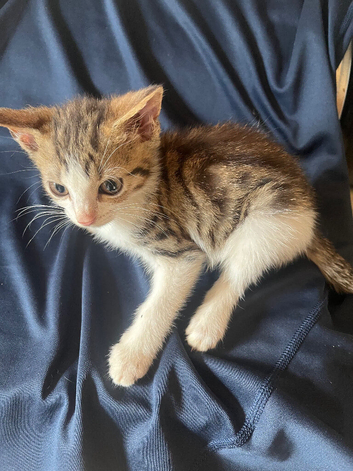 For sale 3 male kittens