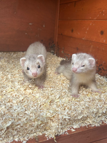 Semi angora ferrets 14-15 weeks old