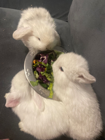 Three  beautiful mini lop