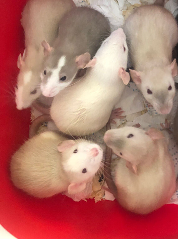 Baby dumbo rats