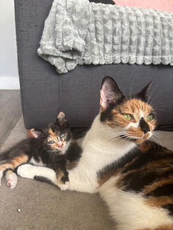 2 kittens