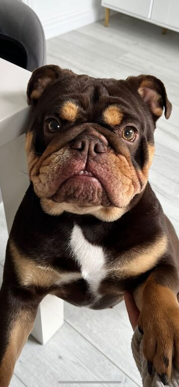 Loving Home Needed for Loyal 3 Year Old Female Dog