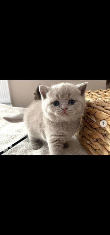 ready to leave GCCF Lilac kittens
