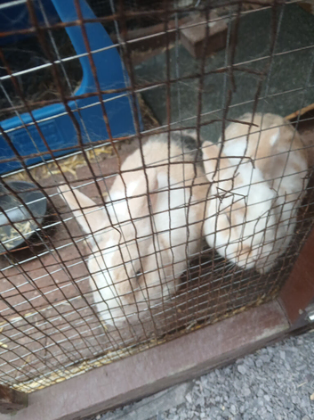 Two sister rabbits