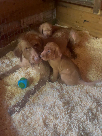 Beautiful Wired Haired Hungarian Visla puppies
