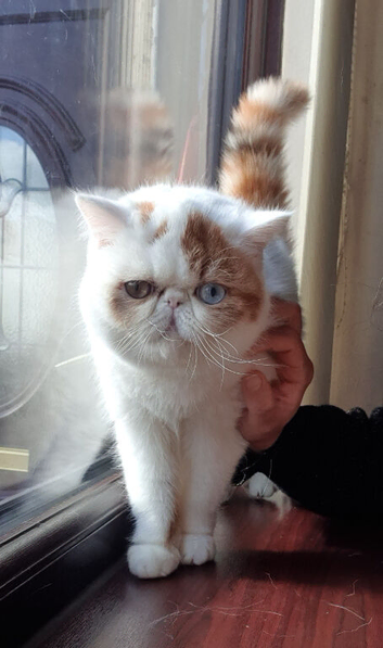 Fabulous odd eyes girl (GCCF registered)