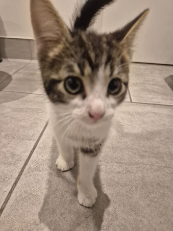 Little white tabby needs a new home
