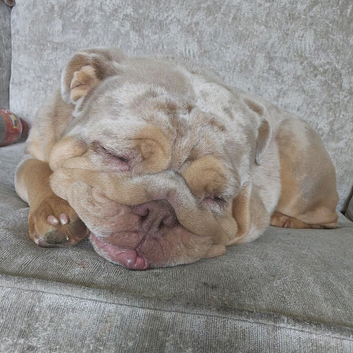 Female English Bulldog