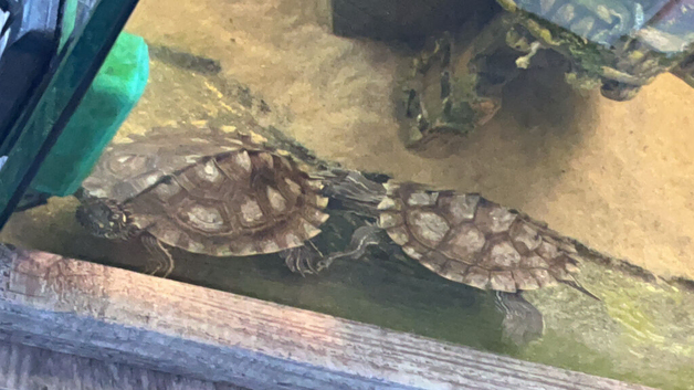 2 female Ouachita Map turtles 8 months old
