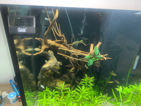 Fish tank setup