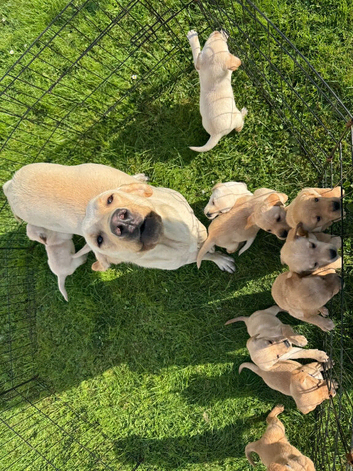 Labradors for sale