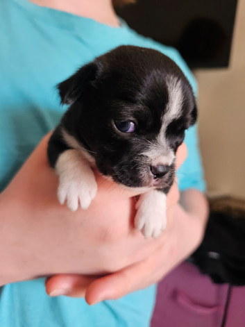 Chihuahua puppies