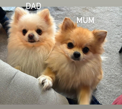 Jast one girl available' Beautiful Pomeranian Puppies for Sale