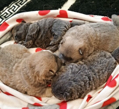 Chow chow puppies