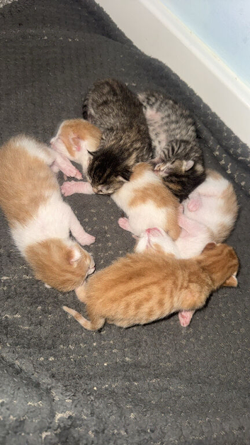 6 gorgeous kittens