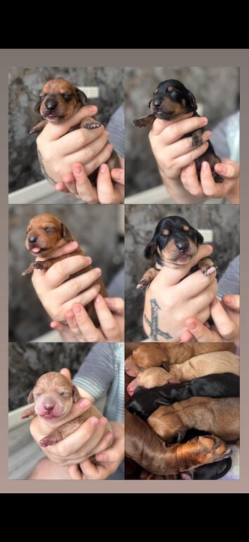 KC REG MINI DACHUNDS