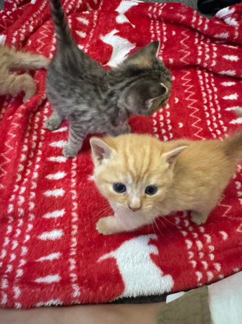 5 Baby kittens