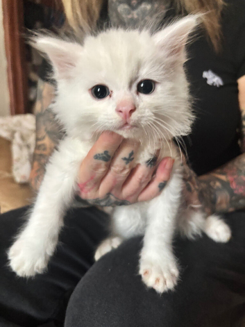 2 long haired white kittens