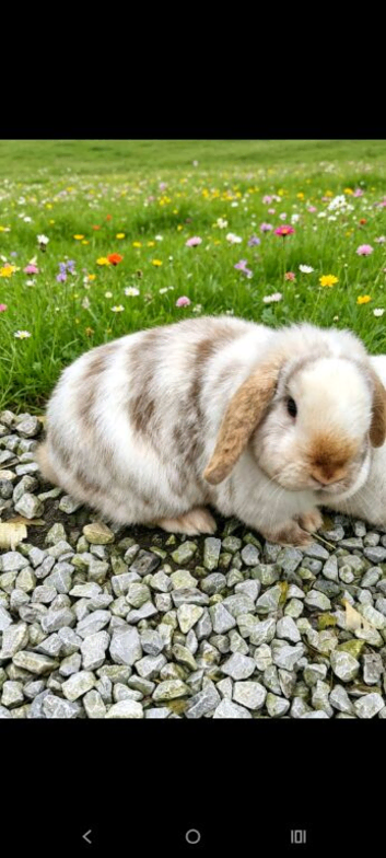 2 female mini lops 2 years old