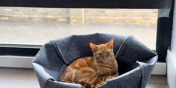 2 Cats (Domestic)