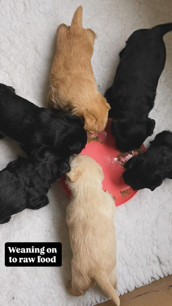Scottish Terrier Puppies for Sale