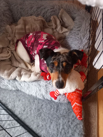 Jack Russell