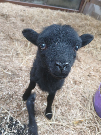 Registered Ouessant ewe lamb available at weaning
