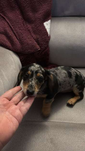 Miniature dachshund