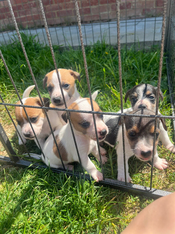 Jack Russell puppies for sale