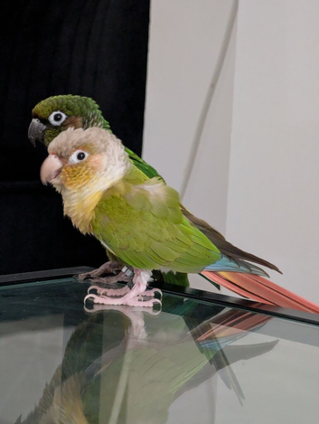 Pineapple and kiwi